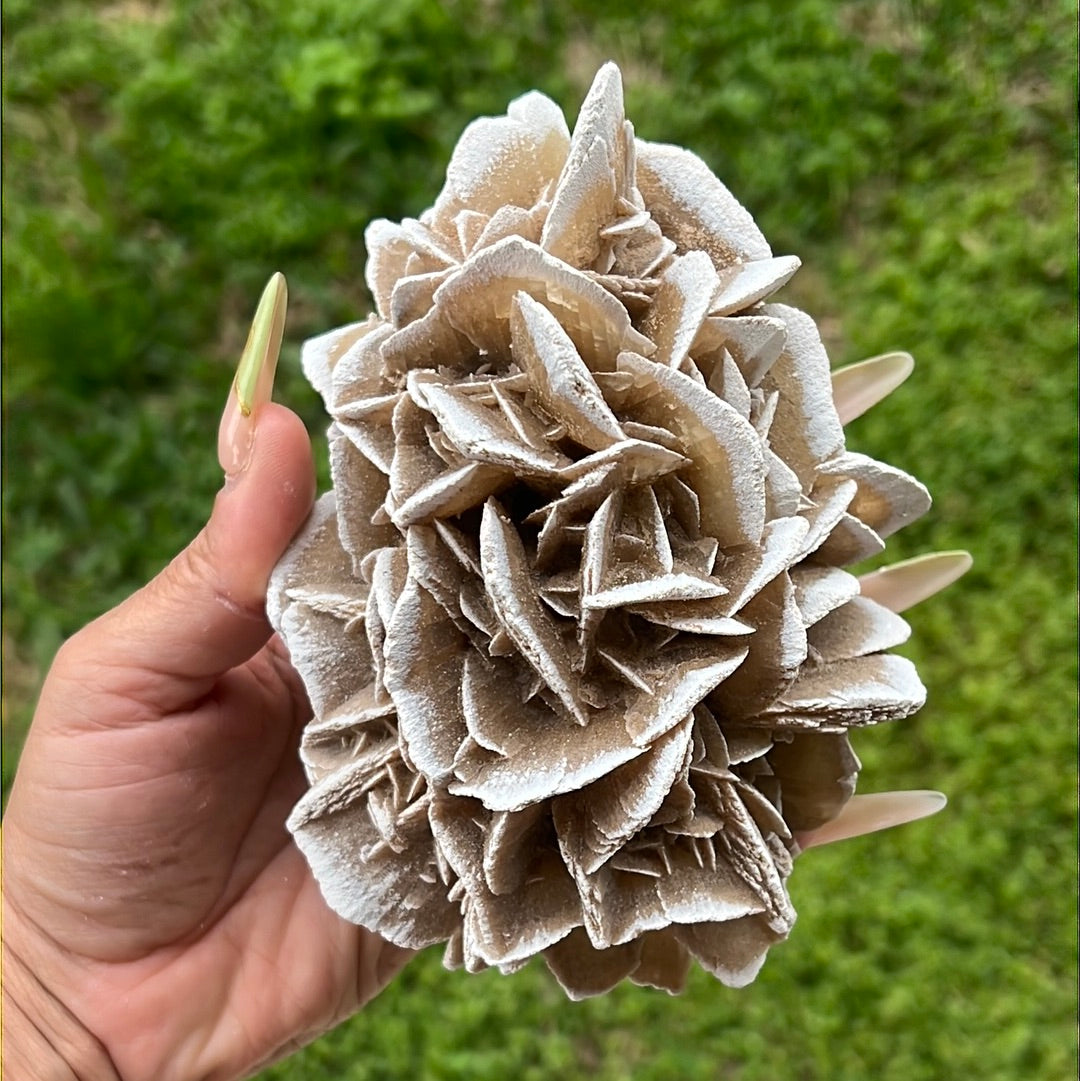 “Sands of Time” Desert Roses