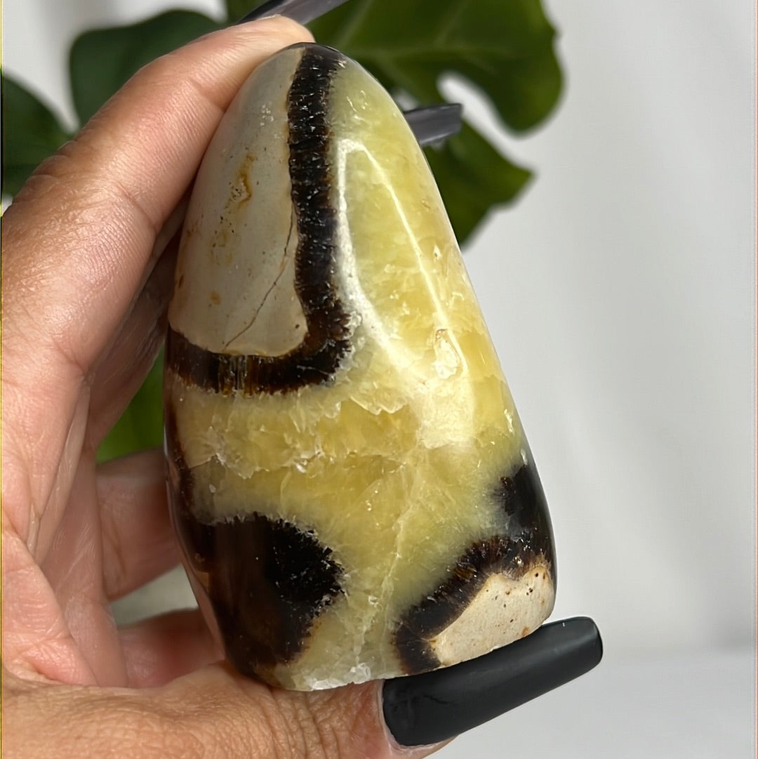 “Dragon Egg’” Septarian Free Forms