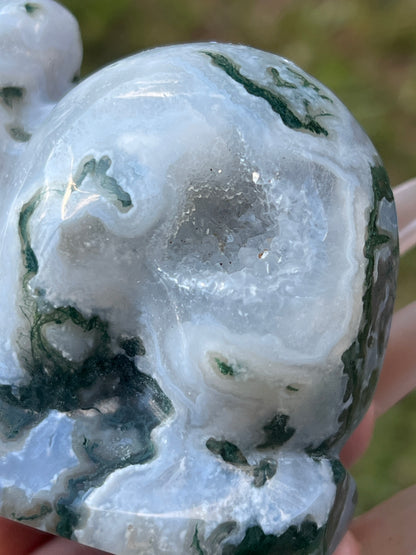 “Clarence” Tree Agate Snail