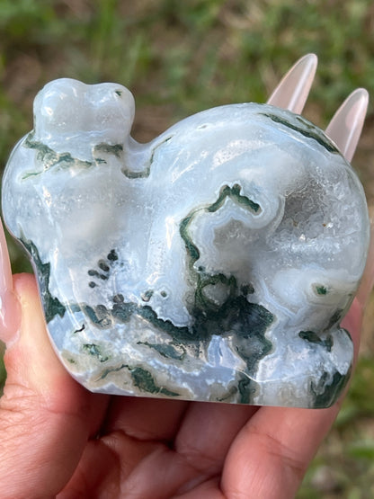 “Clarence” Tree Agate Snail