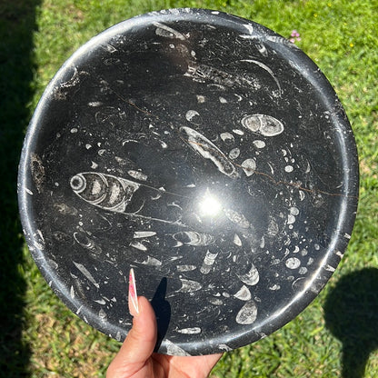 “Mission In’fossil’ble” Orthoceras Bowl