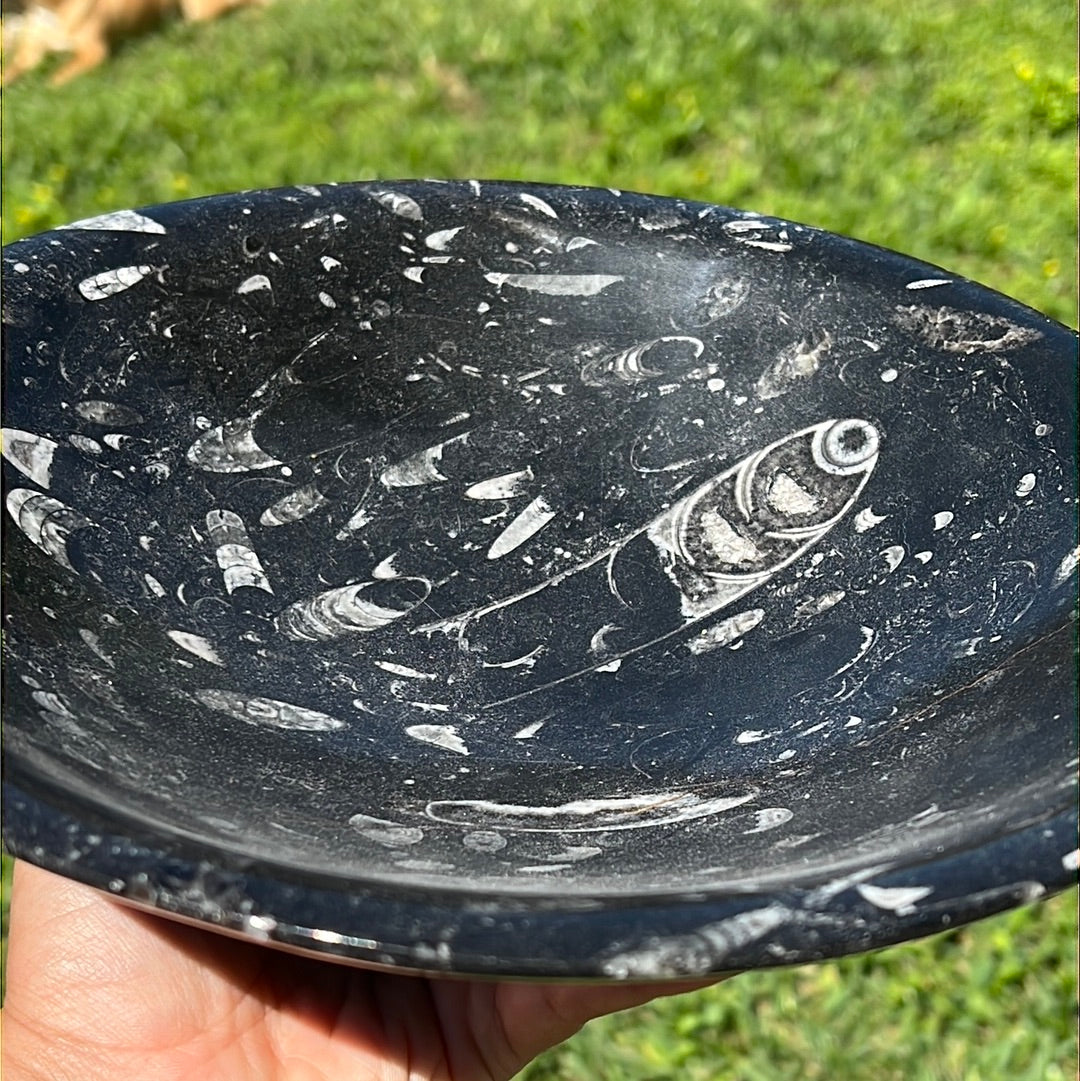 “Mission In’fossil’ble” Orthoceras Bowl