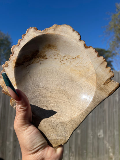 “Tree Haus” Large Petrified Wood Bowl