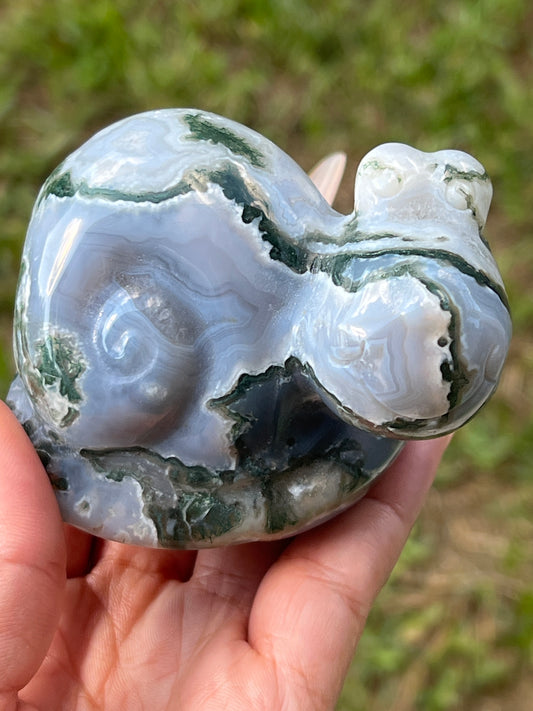 “Clarence” Tree Agate Snail