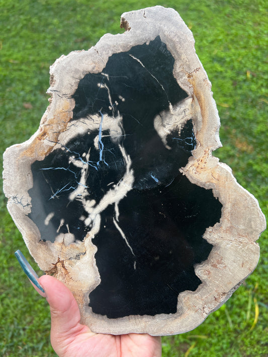 “Smolder” Black Petrified Wood Slabs