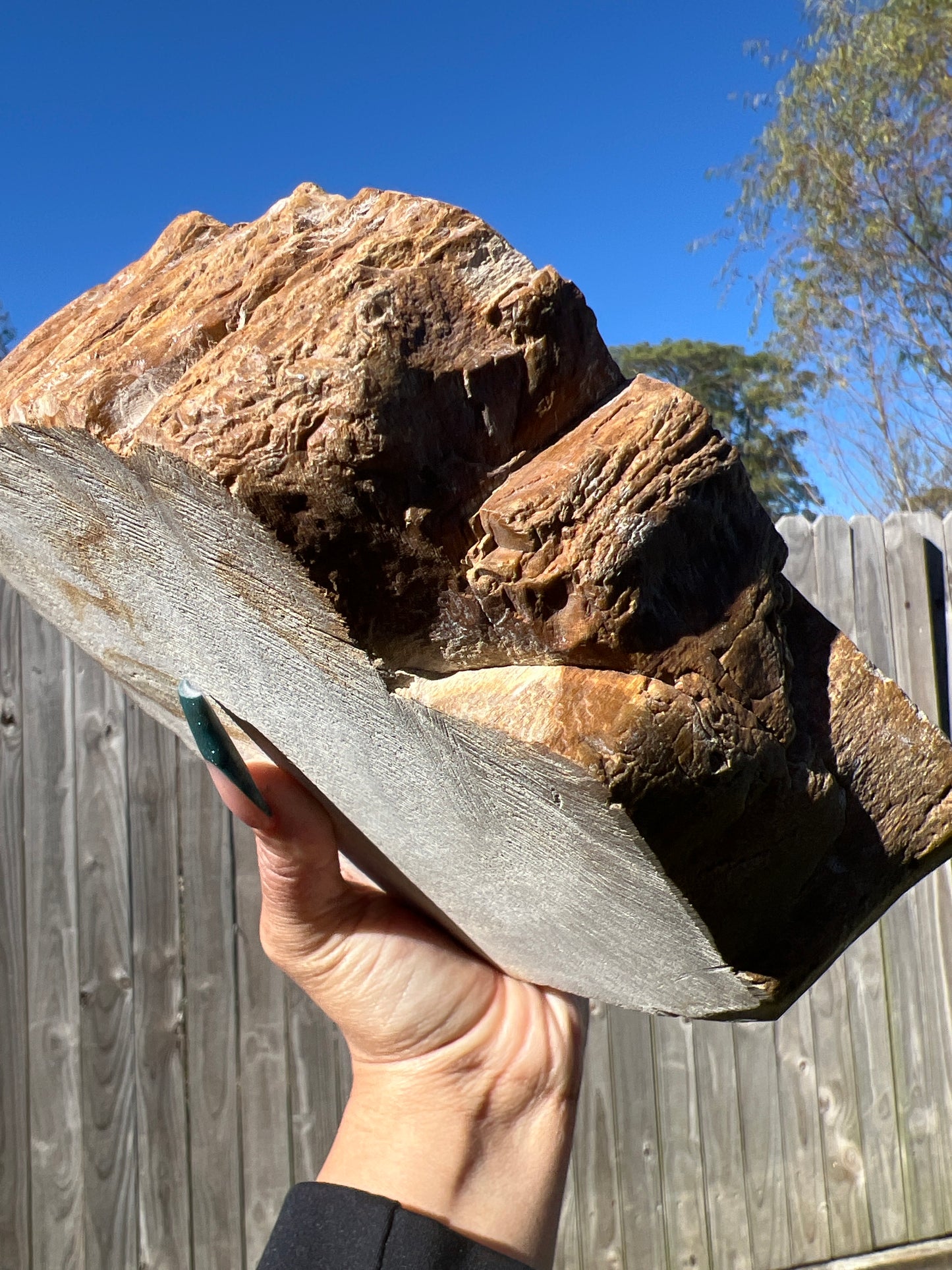 “Tree Haus” Large Petrified Wood Bowl