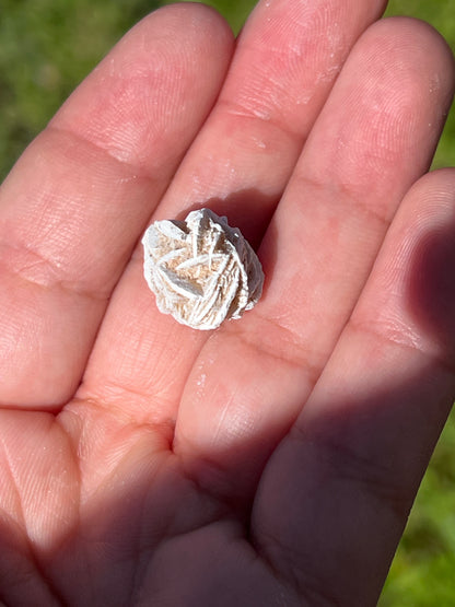 “Petit” Mini Desert Roses