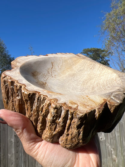 “Tree Haus” Large Petrified Wood Bowl