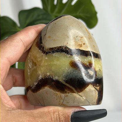 “Stuntin’” Septarian Free Forms