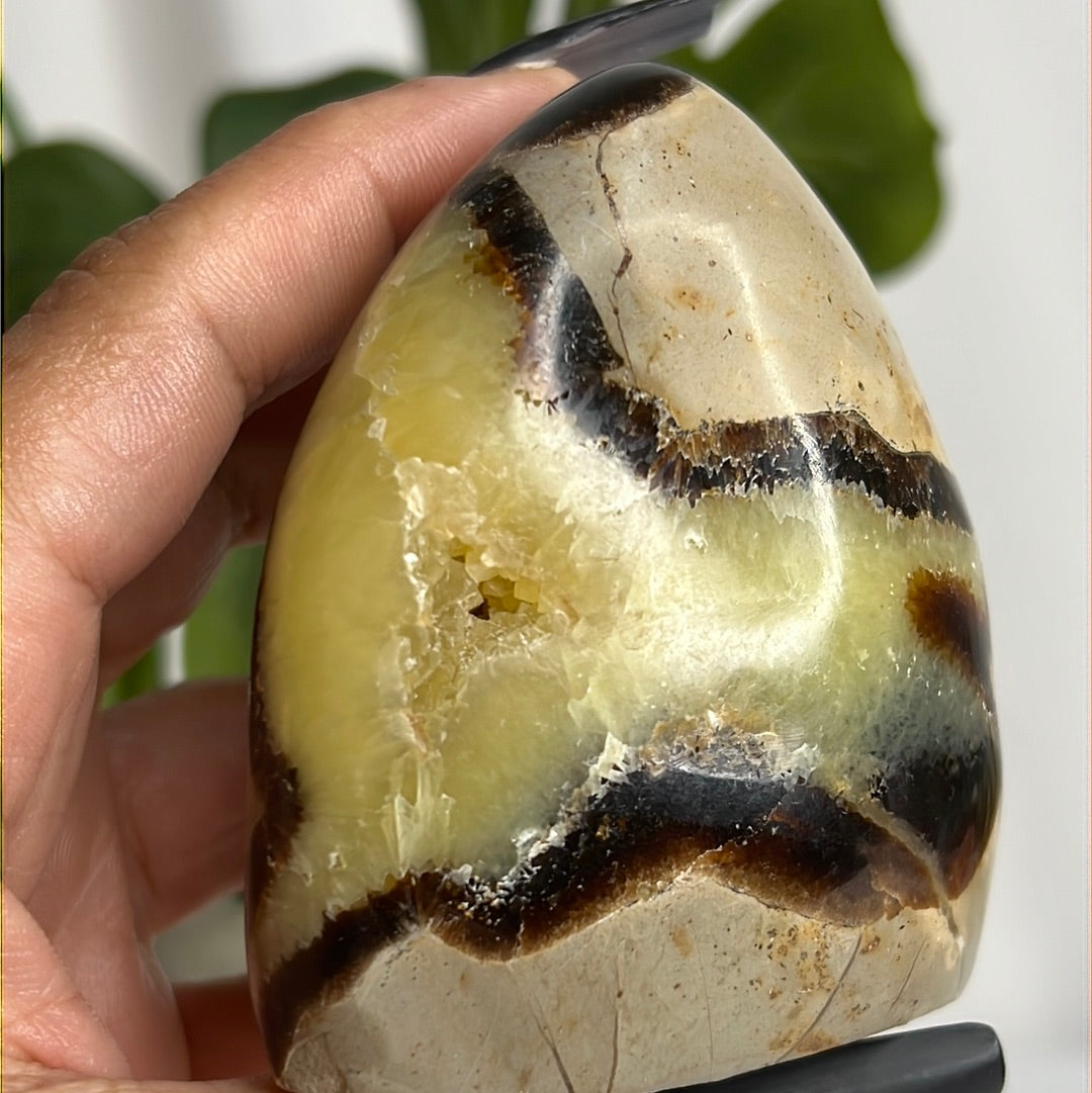 “Stuntin’” Septarian Free Forms