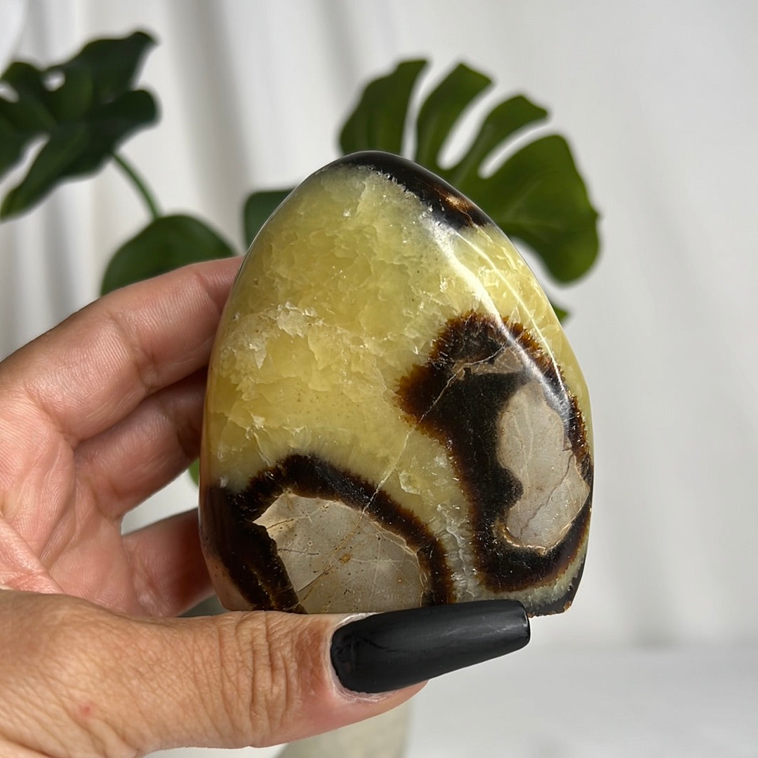 “Stuntin’” Septarian Free Forms